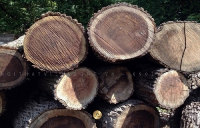 Top 5 các loại gỗ tự nhiên dùng trong nội thất tốt nhất